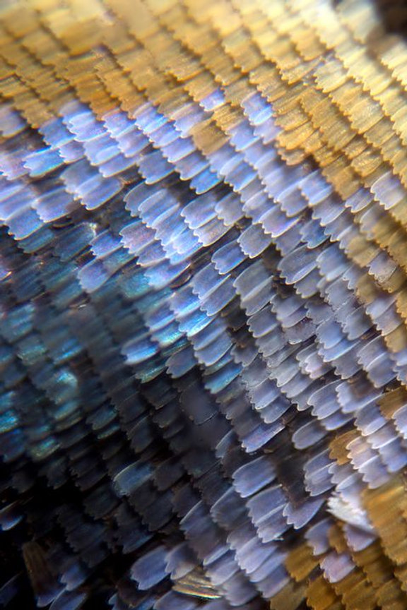 Iridescent blue, violet, and gold scales
