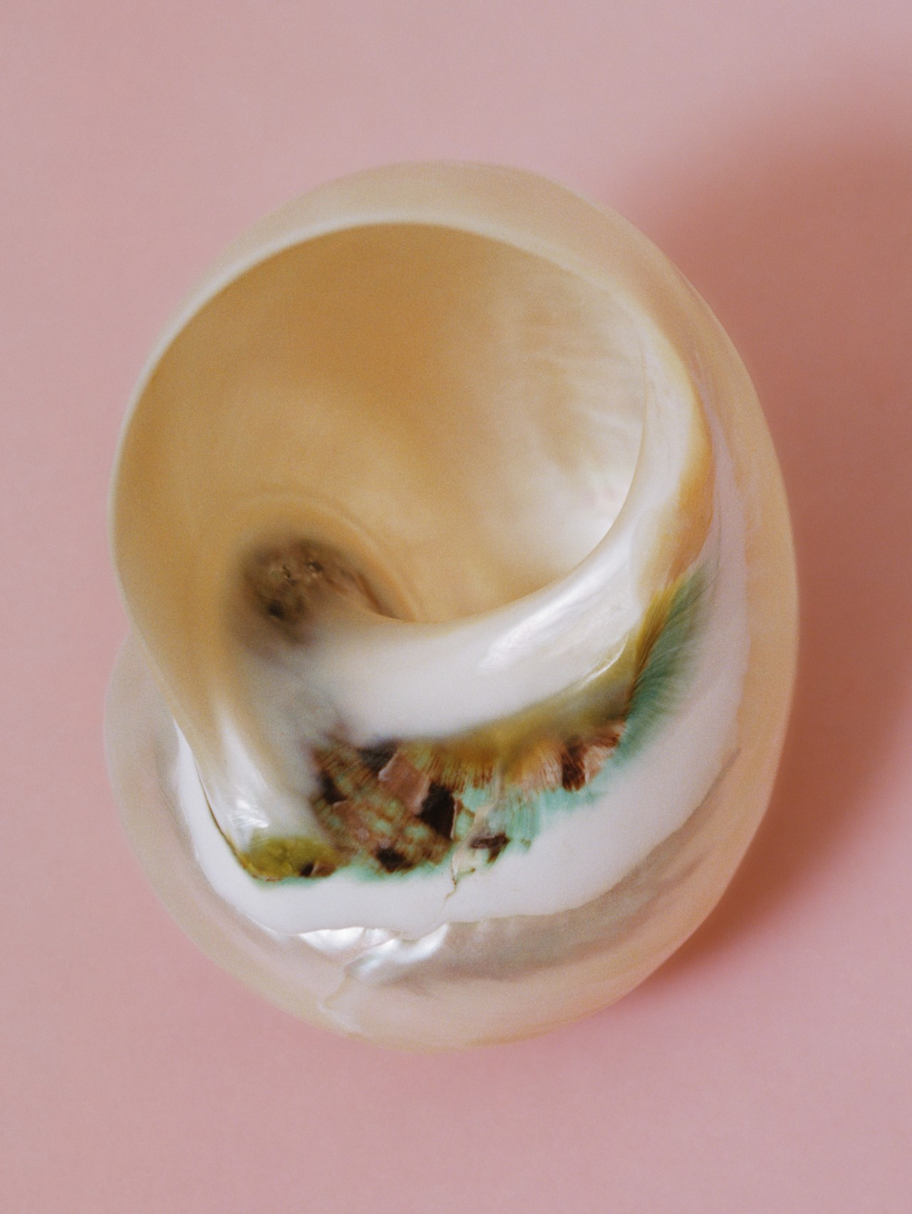 A luminous spiral shell on a soft rose background